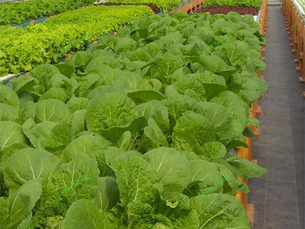 Hydroponic vegetable