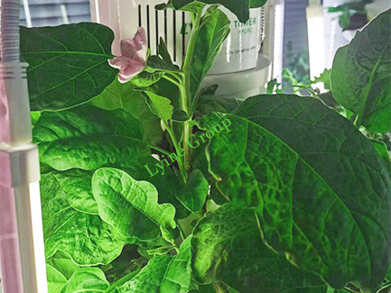 Planting eggplants