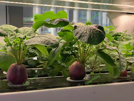 Hydroponic Radish