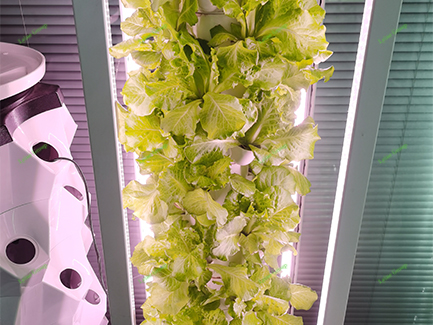 hydroponic lettuce