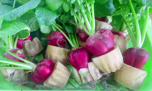 Hydroponic Radish