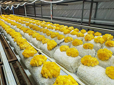 Mushroom Cultivation