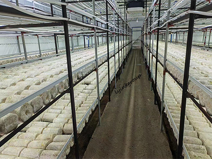 Mushroom Cultivation