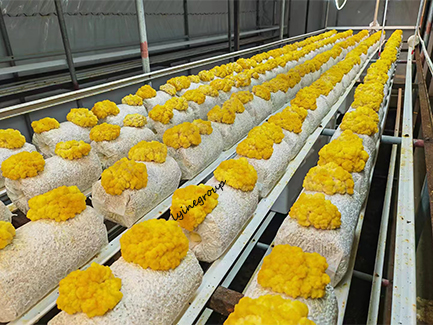 Mushroom Cultivation