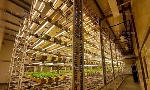 Intelligent plant factory, soilless cultivation can be harvested in about 25 days