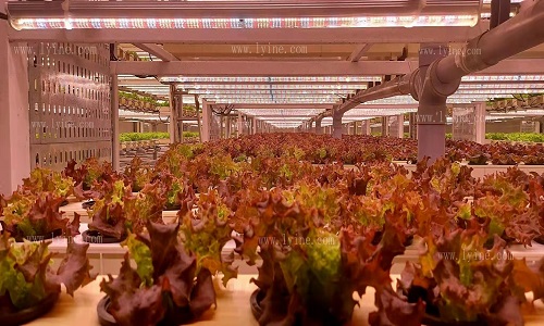 Intelligent Three-Dimensional Plant Factory 
