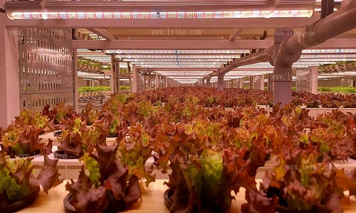 Intelligent Three-Dimensional Plant Factory - Hydroponic Equipment