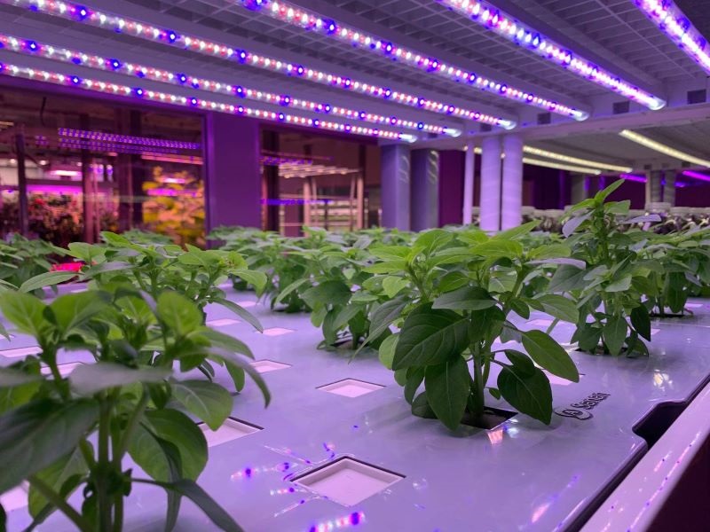 Intelligent Three-Dimensional Plant Factory 