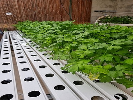 Israel Hydroponic NFT System