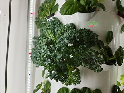 hydroponic kale