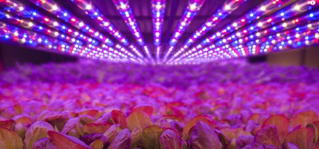 led growing light