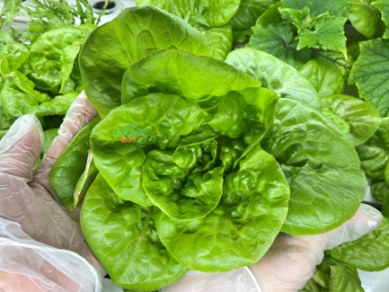 hydroponic lettuce