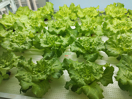 hydroponic lettuce