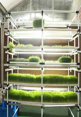 Malaysia microgreen rack system