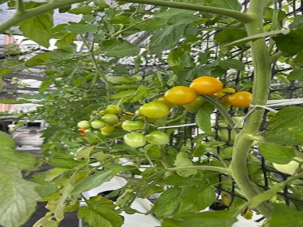 Mauritius Hydroponic NFT System