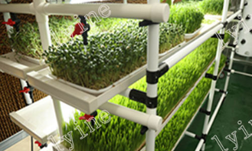 How To Grow Hydroponic Fodder Indoors By Yourself?