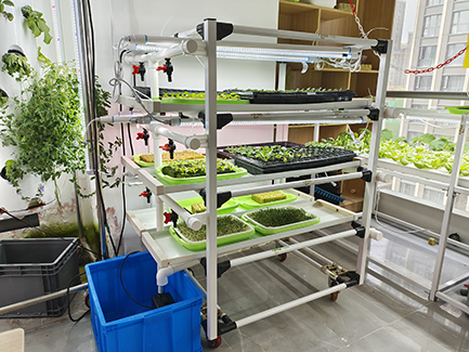 Microgreen System