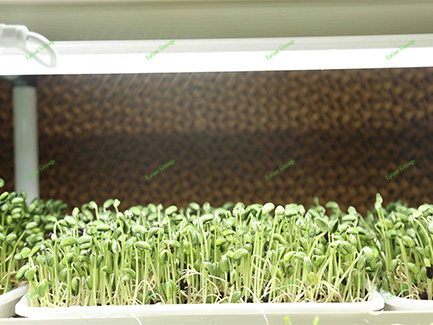 Hydroponic Pea Seedlings