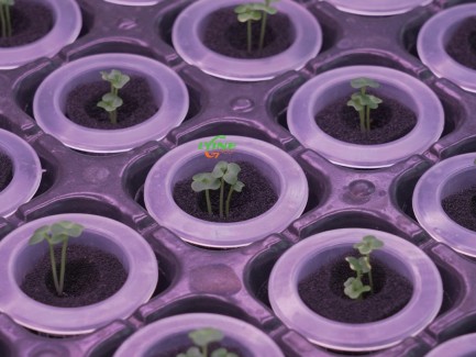  Microgreen system