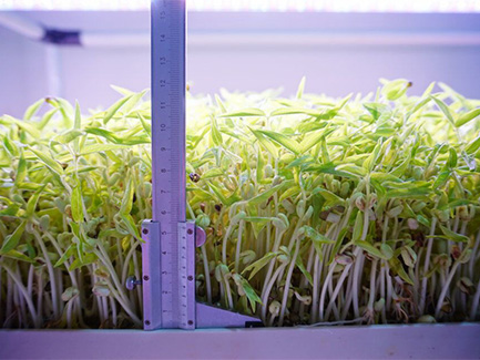 Hydroponic Pea Seedlings