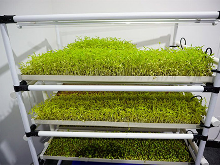 Hydroponic Pea Seedlings