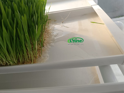 Bolivian customer grows hydroponic fodder with microgreen system02