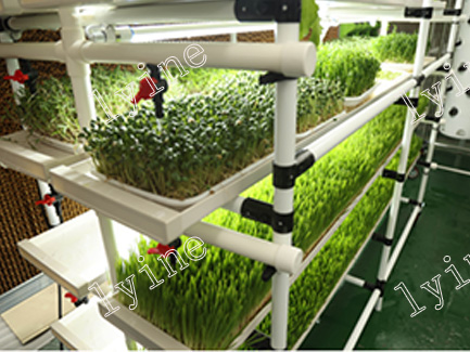 Malaysia Hydroponic Microgreen System