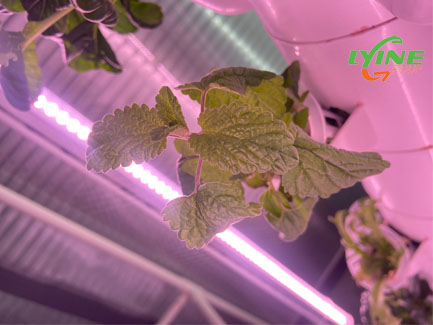 Hydroponic Mint01