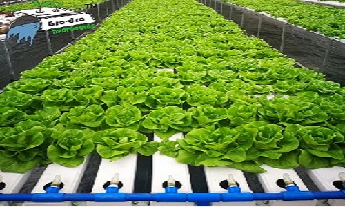 NFT Hydroponic System