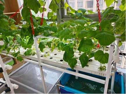 Plant Cucumber Vertically Indoors With Hydroponic NFT System