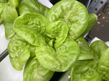 Butter Lettuce