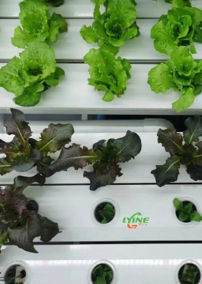 NFT Hydroponic System