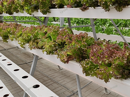 NFT hydroponic system