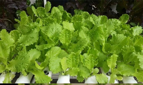 NFT Hydroponic System