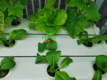 The NFT Hydroponic System