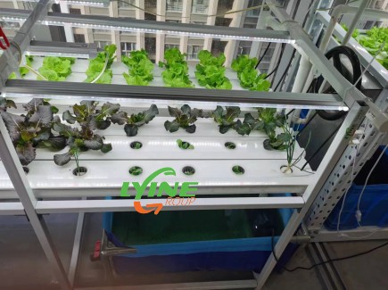 NFT Hydroponic System