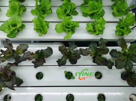 The NFT Hydroponic System