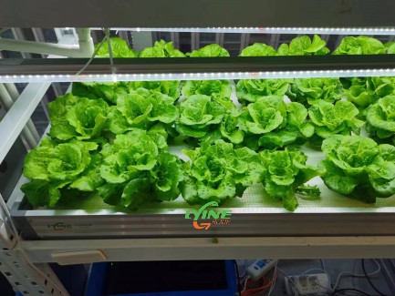 NFT Hydroponic System