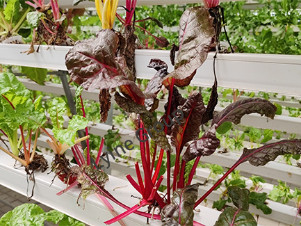  Hydroponic Beet Cultivation