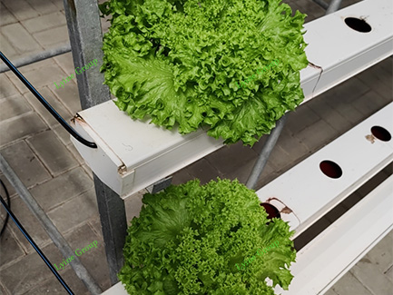 NFT hydroponic systems