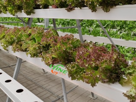 The NFT Hydroponic System