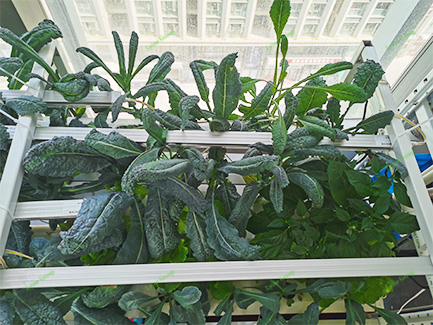 NFT Hydroponic System