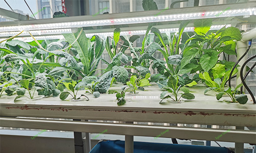 NFT Hydroponic System