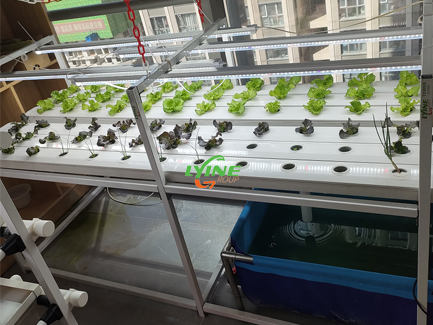 hydroponic NFT system