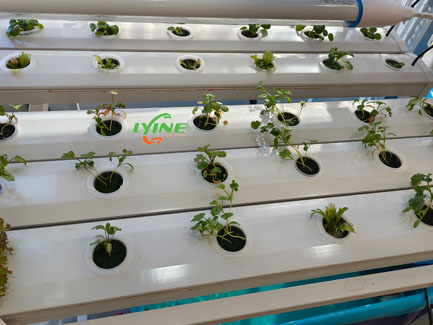 Hydroponic NFT System