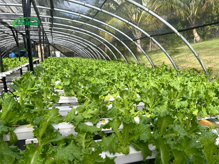 Ten 6P10 aeroponic tower systems and 600 metres of NFT pipe in the British Virgin Islands02