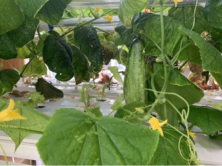 NFTsystem plant  cucumbers