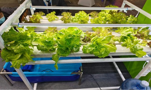Hydroponics Vertical Agriculture - How to Plant at Home