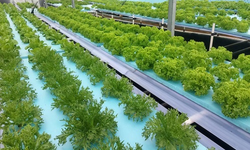  These Hydroponic Systems Meet The Planting Needs Of Hydroponic Cultivation