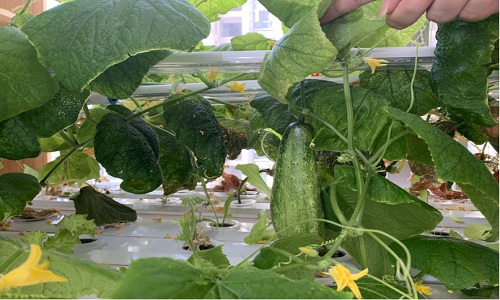  A Hydroponic Urban Farm In an Office Area